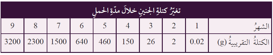 مراحل الحمل